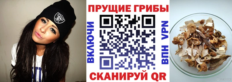 Галлюциногенные грибы Psilocybe  Воркута 